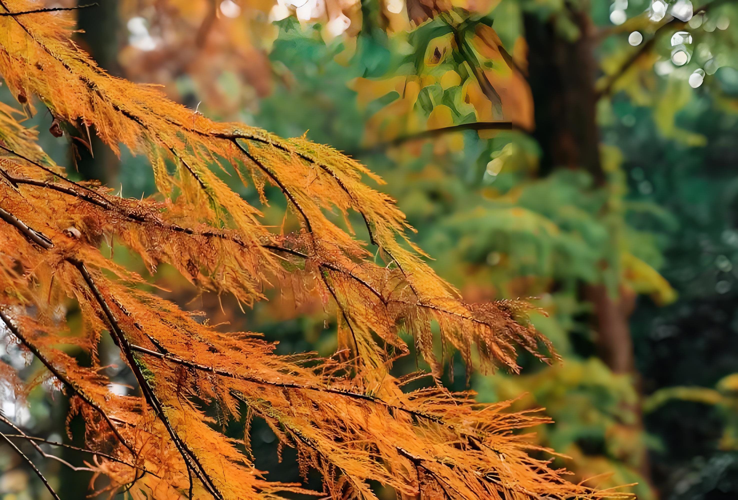 水杉,大自然奇特的产物