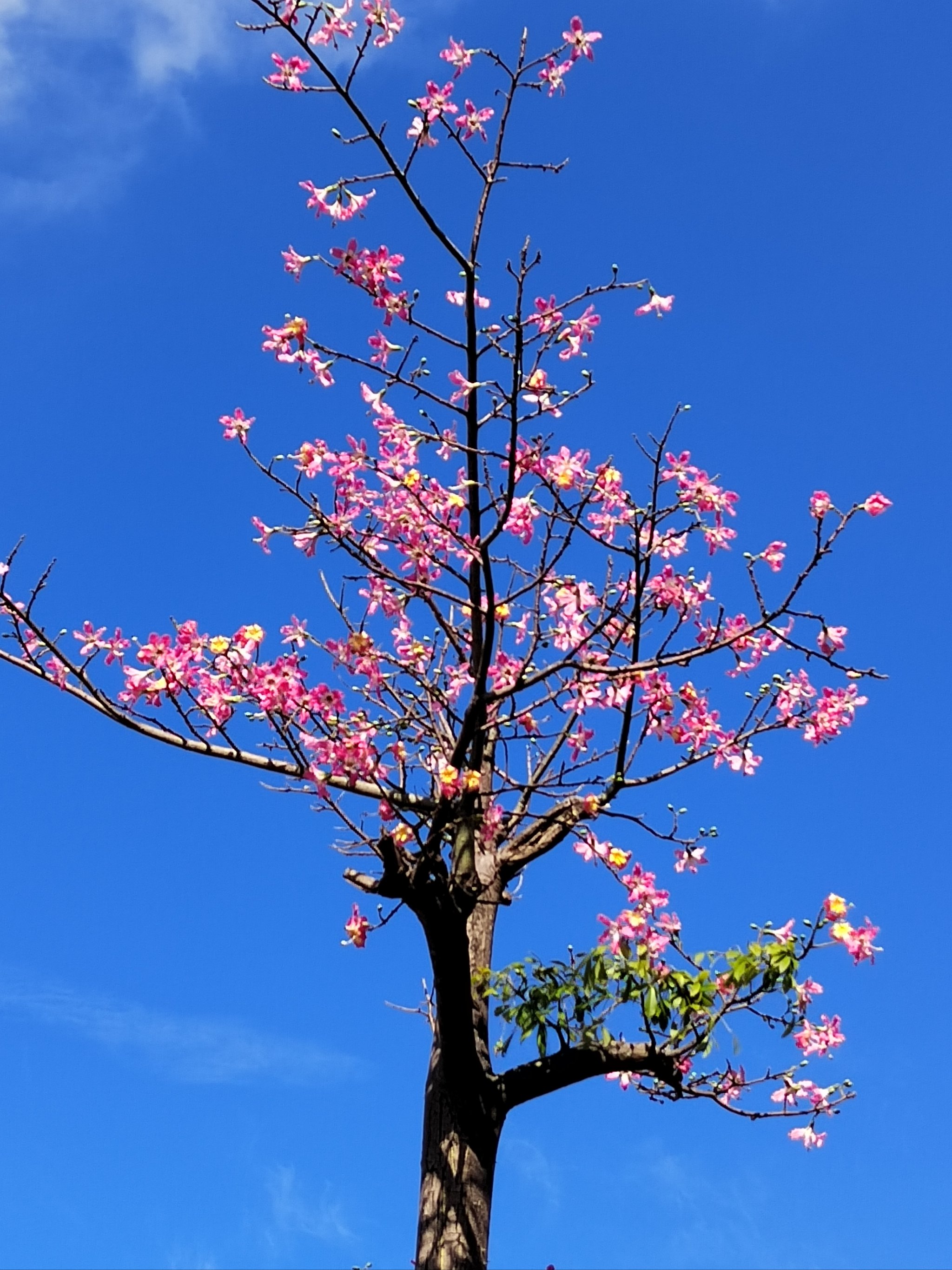 珠海横琴花海长廊图片图片