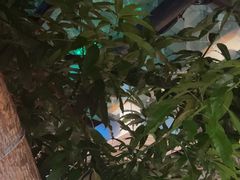 -海岛八号龙虾烧烤田鸡(蓝天路总店)