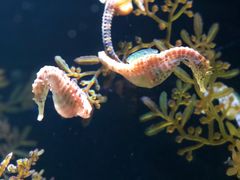 -暹罗海洋世界