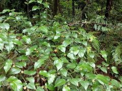 -铁山坪森林公园