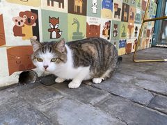 -喵屿·大理花园猫咖