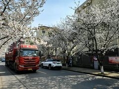 -高东镇樱花园