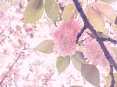-天鹅湖体育公园