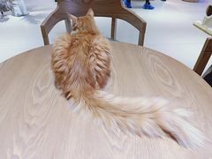 -藏猫猫咖啡主题馆(中央大道店)