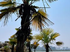 -九龙湖公园