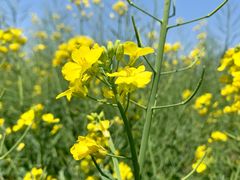 -前小桔亲子创意农场·草莓采摘·露营烧烤