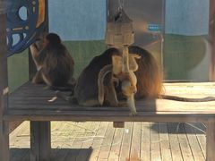 -大连森林动物园