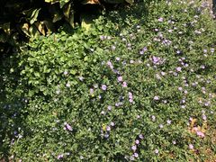 -墨尔本皇家植物园