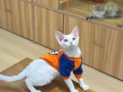 -猫十亿·布偶金渐层·曼基康矮脚猫舍(青年路店)