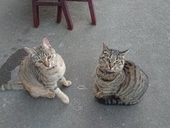 -关爱宠物医院·猫科中心·消化科(滨湖万达分院)