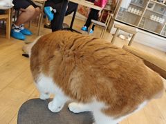 -Let's go狗咖·猫咖·奶狗·桌游(春熙路IFS店)