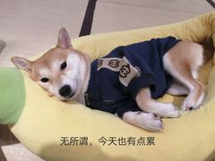 -逗柴咖啡屋·狗咖猫咖宠物桌游