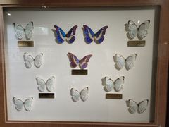 -上海昆虫博物馆