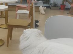 -喵宠乐园·撸猫互动·猫舍