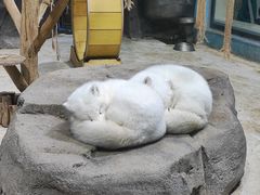 -海合安青岛极地海洋公园