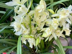 -溪岸路花鸟市场