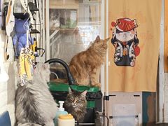 -平行世界·猫咖(首经贸店)
