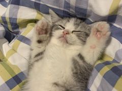 -帕帕拉兹宠物(亚洲旗舰店)