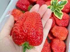 -鲜力达果品批发直销(青山店)