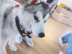 -Husky Go! 哈士奇体验馆·宠物咖啡厅狗咖