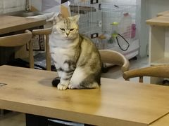 -平行世界·猫咖(首经贸店)