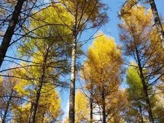 -塞罕坝国家级自然保护区