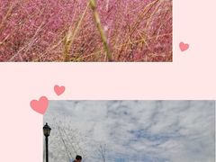 -杭州湾海上花田景区