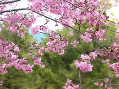 -天适樱花悠乐园