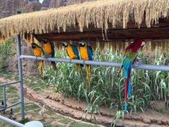 -西霞口神雕山野生动物世界