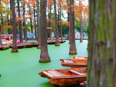 -渌洋湖湿地公园