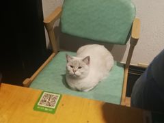 -猫色咖啡·猫咖