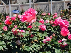 -人民公园(罗湖区)