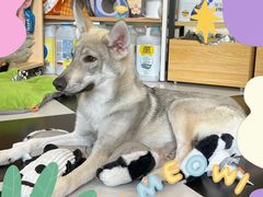 -Oh My Dog宠物沙龙(伊珊娜皮毛护理店)