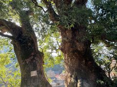 -杨家堂村