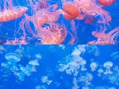 -江和美海洋公园