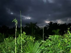 -万兴启丰椰子文化园餐厅