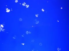 -哈尔滨波塞冬海底世界