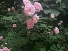 -清真·二嫂子煎饼果子(卫津路总店)