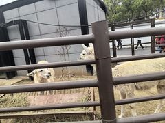 -武汉动物园