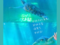 -广东惠东海龟国家级自然保护区