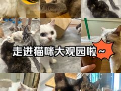 -楼上猫咖(罗湖店)