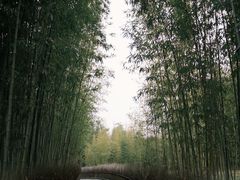 -上海共青森林公园