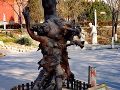 -大槐树寻根祭祖园