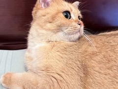 -瑞派康怡24h宠物医院·犬猫医疗中心·微创绝育(瑞景分院)