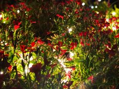 -不倒翁·徽天下名菜楼(马鞍山路店)