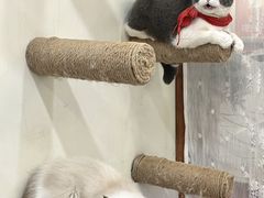 -共舞时光猫咖·狗咖(新街口店)