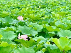 -高子水居
