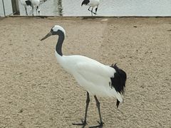 -盐城丹顶鹤湿地生态旅游区