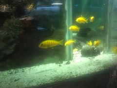 -泰谷酒店·太古码头闽菜自助餐厅